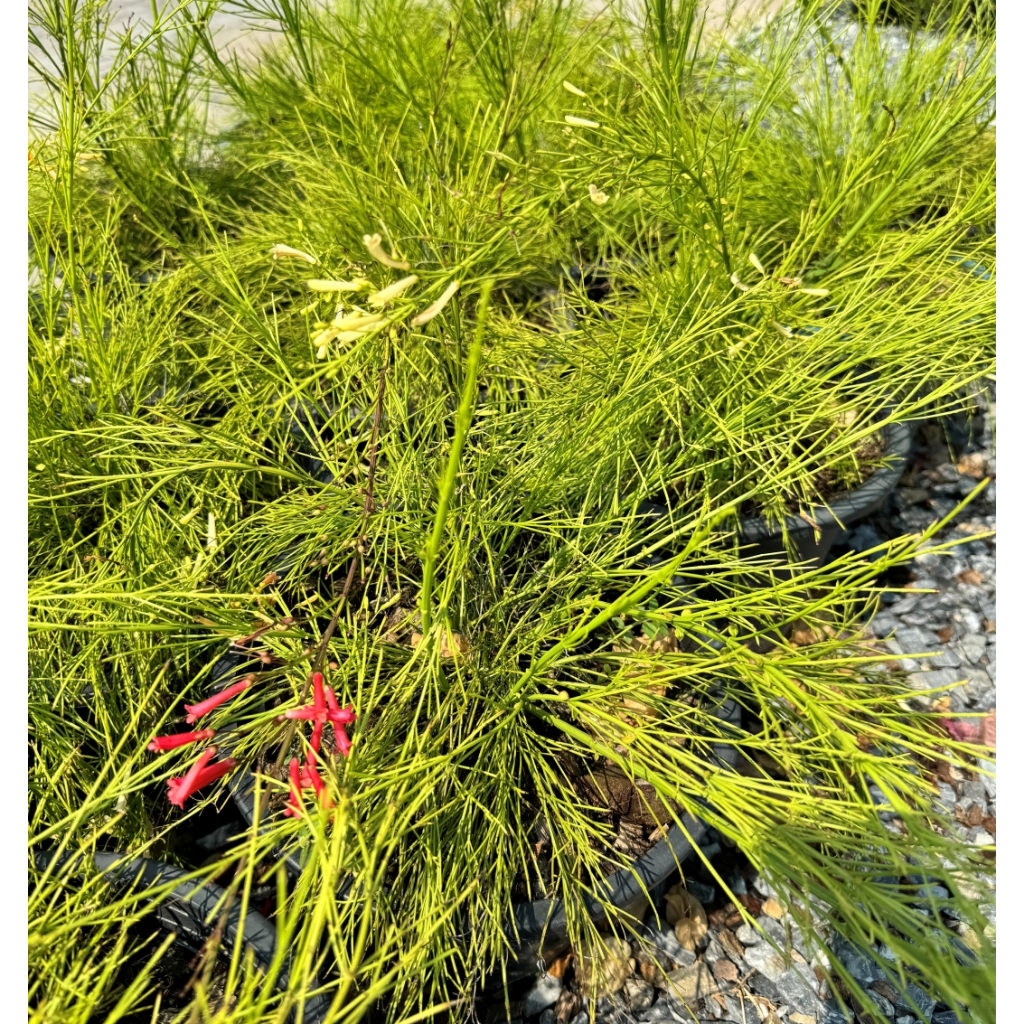 มุมมอง 6