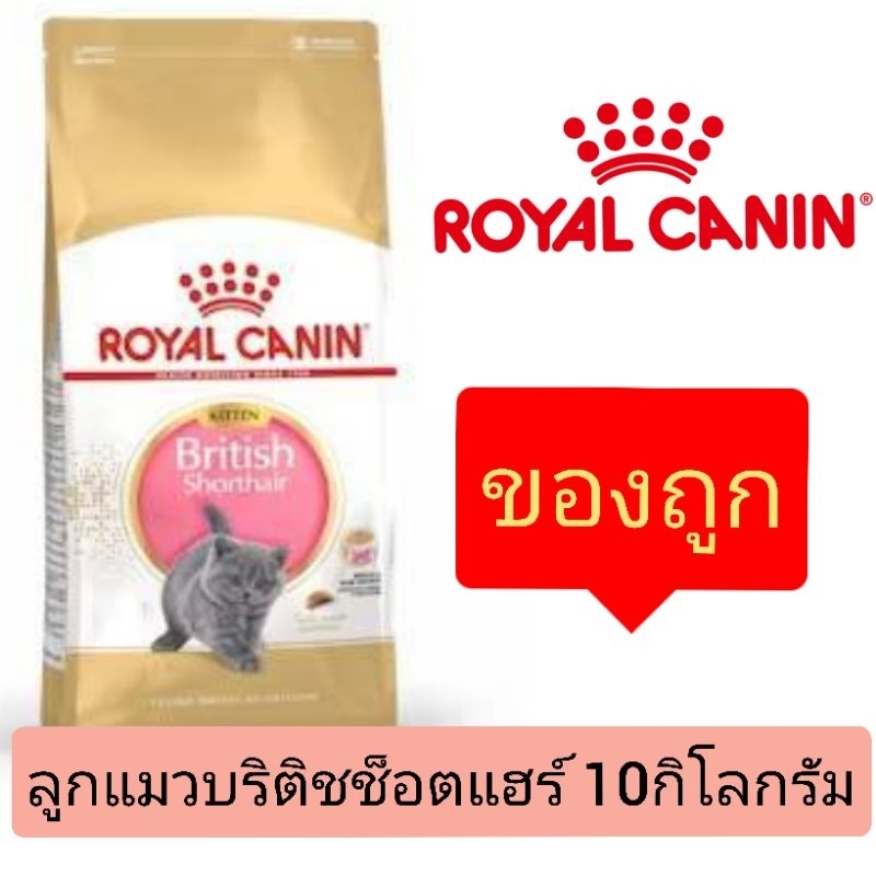 Royal Canin Kitten British 10kg สำหรับลูกแมวพันธุ์บริติช สก็อตติช ขนาด10กิโลกรัม