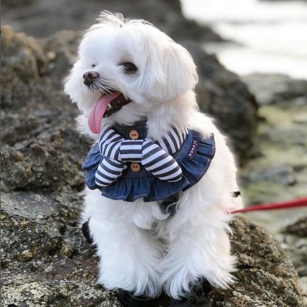 Momoji Michelle Girl Denim & Stripes Pet Bib ชุดสุนัข ชุดแมว