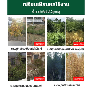 🪓การจัดส่งในประเทศไทย🪓ยาฆ่าหญ้า สารกําจัดกอไผ่ ใช้กำจัดวัชพืชได้ทุกชนิด ไม่เป็นอันตรายต่อคนและสัตว์เลี้ยง