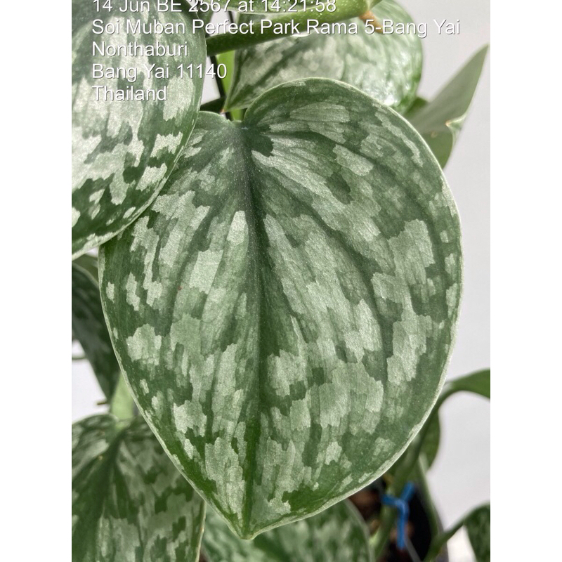 Scindapsus Silver Splash Update3กค