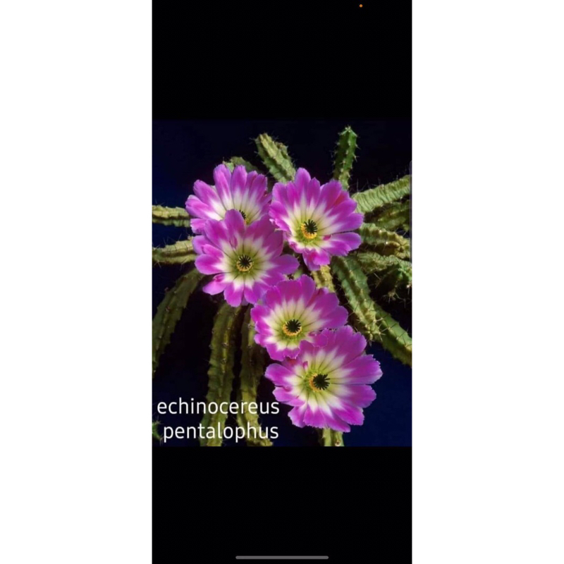 เลดี้ ฟิงเกอร์ แคคตัส กระถาง 2 นิ้ว Echinocereus pentalophus (lady finger)