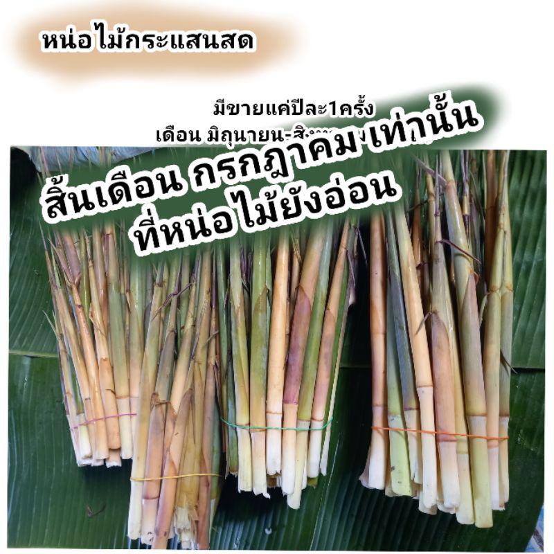 🎋หน่อไม้สด กะแสนสดปี2569ขายถึงเดือน❌สิงหาคม2569❌เท่านั้น