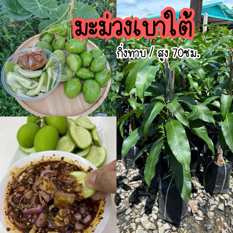 ต้นมะม่วงเบาใต้ กิ่งทาบ/สูง70cm. ต้นแข็งแรงพร้อมลงปลูก