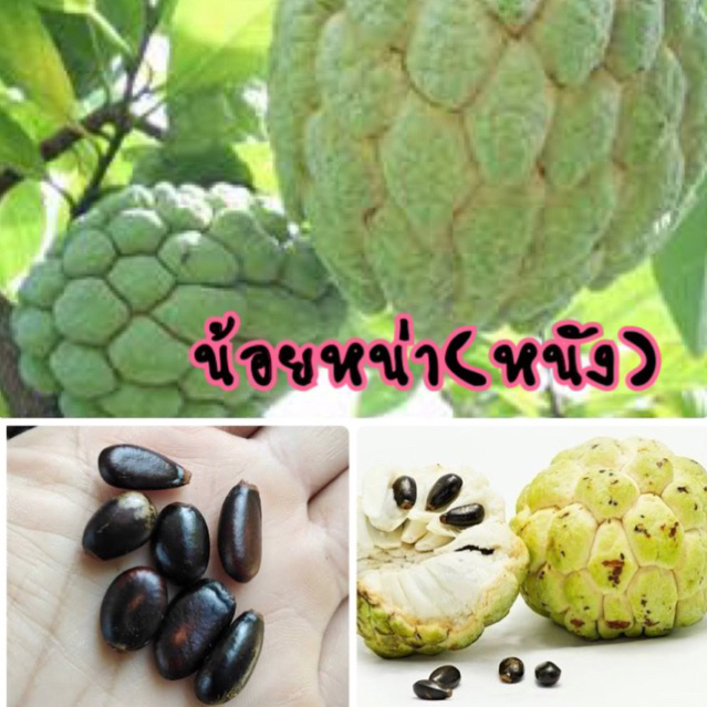 เมล็ดพันธุ์ น้อยหน่า น้อยหน่าหนัง 50 เมล็ด (ซื้อ 10 แถม 1 คละอย่างได้)