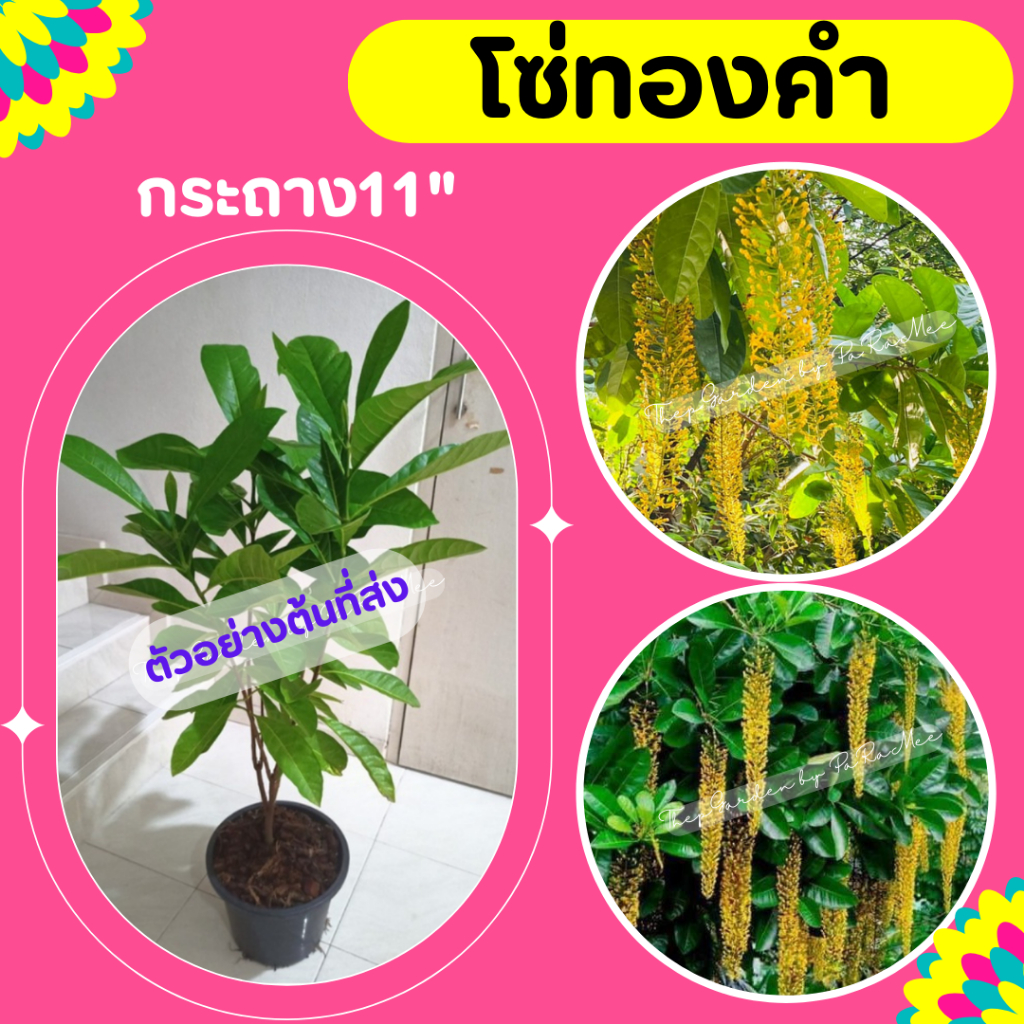 ต้นโซ่ทอง #โซ่ทองคำ (1 ต้น / 1 คำสั่งซื้อ)