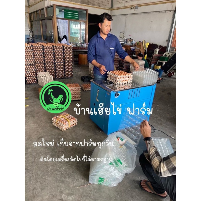 ไข่เยี่ยวม้า ปลอดสารพิษ สดใหม่ อร่อย ต้มสุกแล้ว ราคา ถูกที่สุด ดีลบีเคเค แกลเลอรีภาพที่ 9