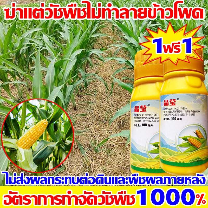 เมอร์เทค (นิโคซัลฟูรอน+อาทราซีน) 1ฟรี1สารคุม การกำจัดวัชพืชใบแคบและใบกว้างในไร่ข้าวโพดและอ้อยคุมได้นานยาฆ่าหญ้าในข้าวโพด
