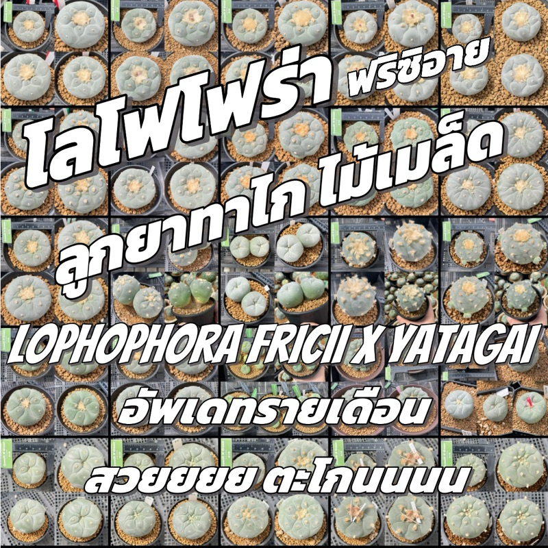 โลโฟโฟร่า ฟริซิอาย Lophophora fricii x Yatagai ไม้เมล็ด ลูกยาทาไก ราคาย่อมเยาว์