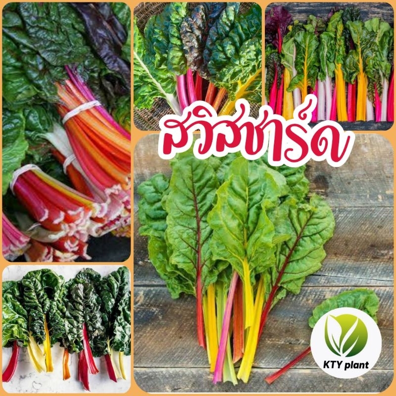 ผักสลัด สวิสชาร์ด 20เมล็ด ผักสีรุ้ง