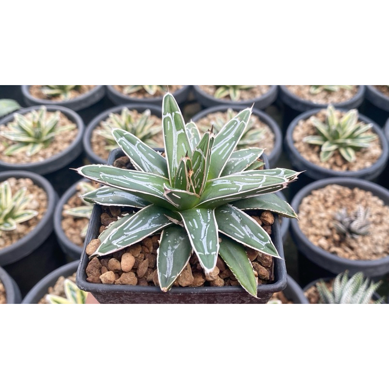 Agave victoriae-reginae