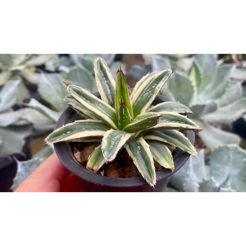 Agave victoriae reginae cream compact