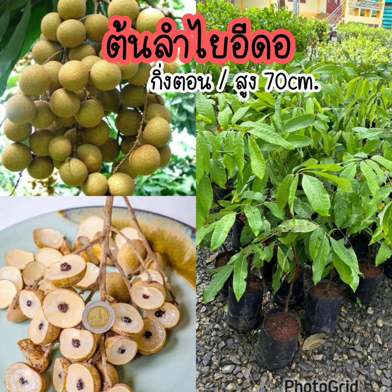 ต้นลำไยอีดอ พันธุ์ดีของจ.ลำพูน ต้นสูง 70-80ซม.