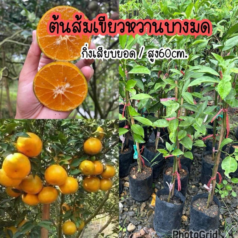 ส้มเขียวหวาน(บางมด)กิ่งเสียบยอด สูง60ซม.ต้นแข็งแรงพร้อมปลูก