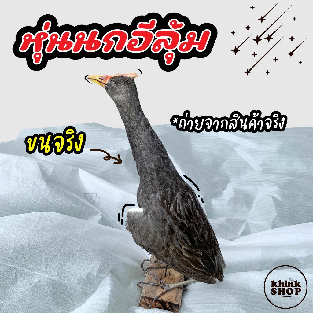 หุ่นนกอีลุ้ม นกตูม นกตุ้ม ของแท้ ขนจริง สวยๆ ใช้ล่อ ใช้ต่อ มีตัวได้แน่นอน หุ่นสวยเหมือนจริง