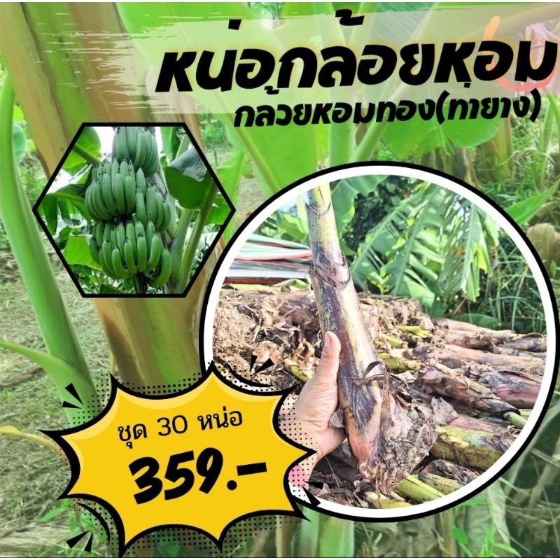 หน่อกล้วยหอมทอง(ท่ายาง) ชุด 30 หน่อ เพชรบุรี คละขนาด ขุดสดทุกวัน
