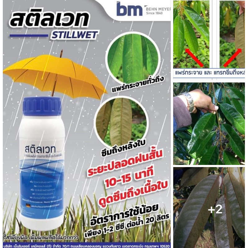 สุดคุ้มได้ 25 ถังใหญ่ ใช้น้อยมาก เหนือกว่าสารจับใบ ยาจับใบ ทั่วไป สติลเวท 250 cc