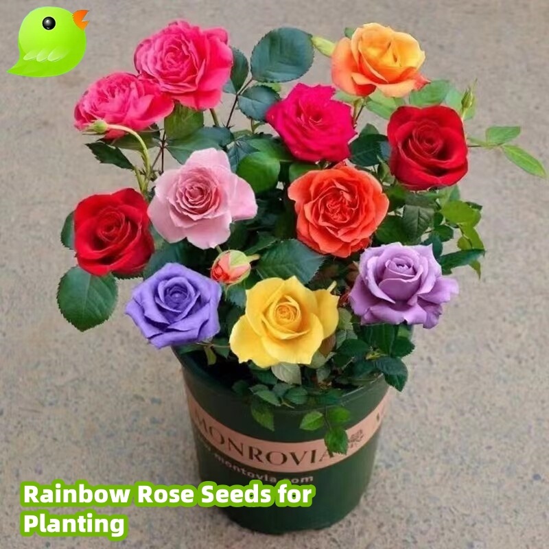 ปลูกง่าย ปลูกได้ทั่วไทย บอนสี 100 เมล็ด เมล็ดบอนสี Colorful Rainbow Rose Flower Seeds บอนสีหายาก ต้นไม้ประดับ ไม้ประดับ