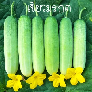 แตงกวา📌ทุกสายพันธุ์🎯ถูกที่สุด10บ.🎯เมล็ดพันธุ์แตงกวา3-10 เมล็ด☘️ปลูกง่าย👉โตเร็วที่สุด☘️ลูกดก