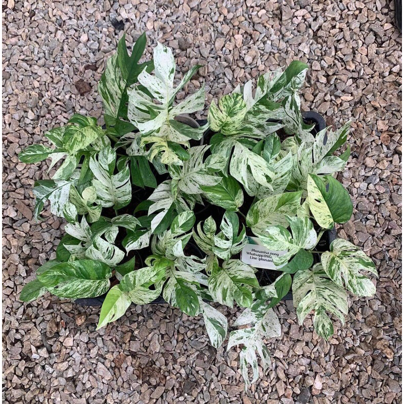 🔥4 ต้น อิพิมาเบิล🔥🔥ราคาถูก.