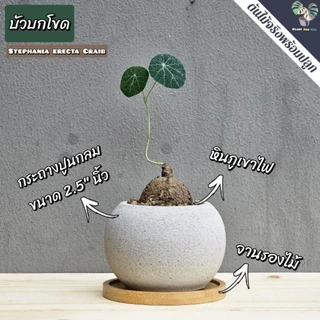 🌰ต้นบัวบกโขด (Stephania erecta Craib) พร้อมกระถาง+จานรองไม้+หินภูเขาไฟแต่งหน้ากระถาง