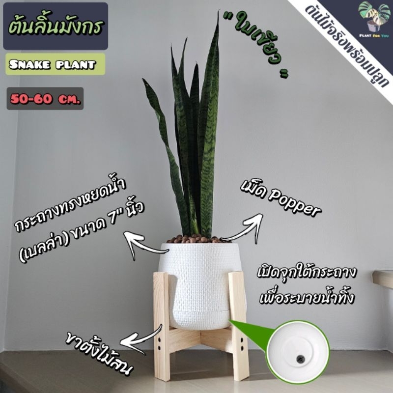 💤ลิ้นมังกร(Snake Plant) มี3สายพันธุ์  ต้นสูง40-50ซม. พร้อมกระถางครบชุดพร้อมปลูก (ต้นไม้ฟอกอากาศ) รูปที่ 2