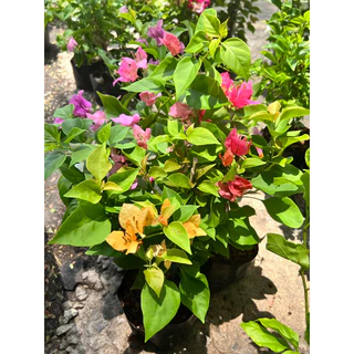 ต้นเฟื่องฟ้า ดอกเฟื่องฟ้า ถุงดำ 4นิ้ว ความสูง 30-40 ซม. ทนแดด ออกดอกง่าย #Bougainvillea
