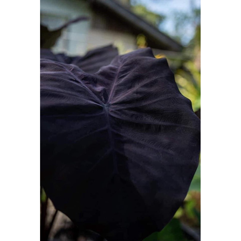โคโลคาเซียดาร์คมูน (Colocasia Darkmoon)ไม้ฟอกอากาศ ไม้มงคล บอนสี ไม้ประดับ ไม้แต่งสวน ราคาถูกสุดๆ ไม้ด่าง ไม้หายาก