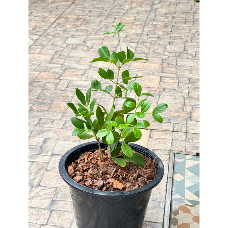 มุมมอง 3