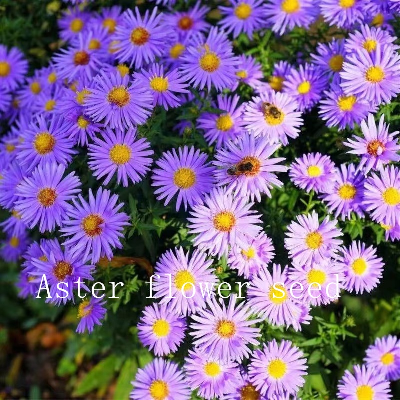 เมล็ดพันธุ์ ดอกแอสเตอร์คละสี (Powder Puff Aster Flower Seed) 1000 เมล็ด คุณภาพดี ราคาถูก ของแท้