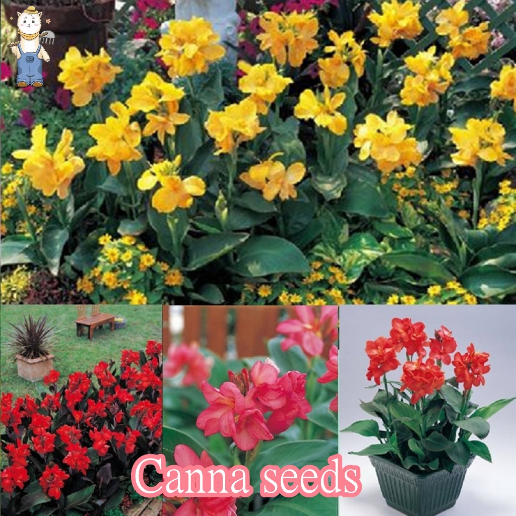 10 เมล็ด ดอกพุทธรักษาแคระ พุทธศร บัวละวงศ์ (Canna Lily Seeds)ปลูกง่าย อัตราการงอกสูง