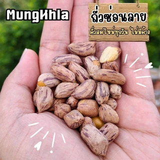 มังคละ ถั่วซ่อนลายแม่ฮ่องสอน 1000 กรัม (คัดเกรดพิเศษ) คั่วใหม่ หอม กรอบ หวานธรรมชาติ พร้อมทาน