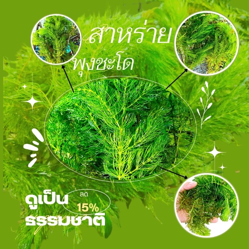 สาหร่ายพุงชะโด ตกแต่งโหลปลาอ่างปลา ตู้ปลา ให้สวยงาม