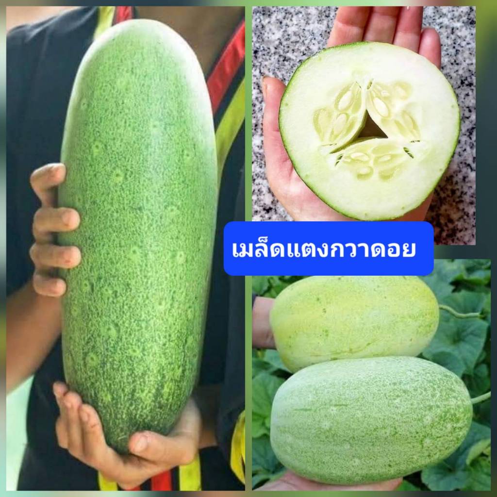 เมล็ดแตงกวาดอย 20 เมล็ด แตงดอย แตงแม้ว แตงยักษ์ แตงกวาใหญ่ เมล็ดพันธุ์แท้