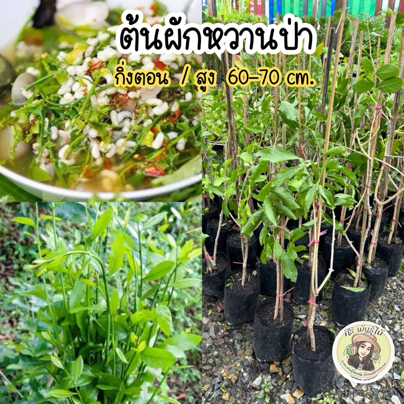 ต้นผักหวานป่า กิ่งตอน/สูง60-70ซม. ต้นพร้อมลงปลูก