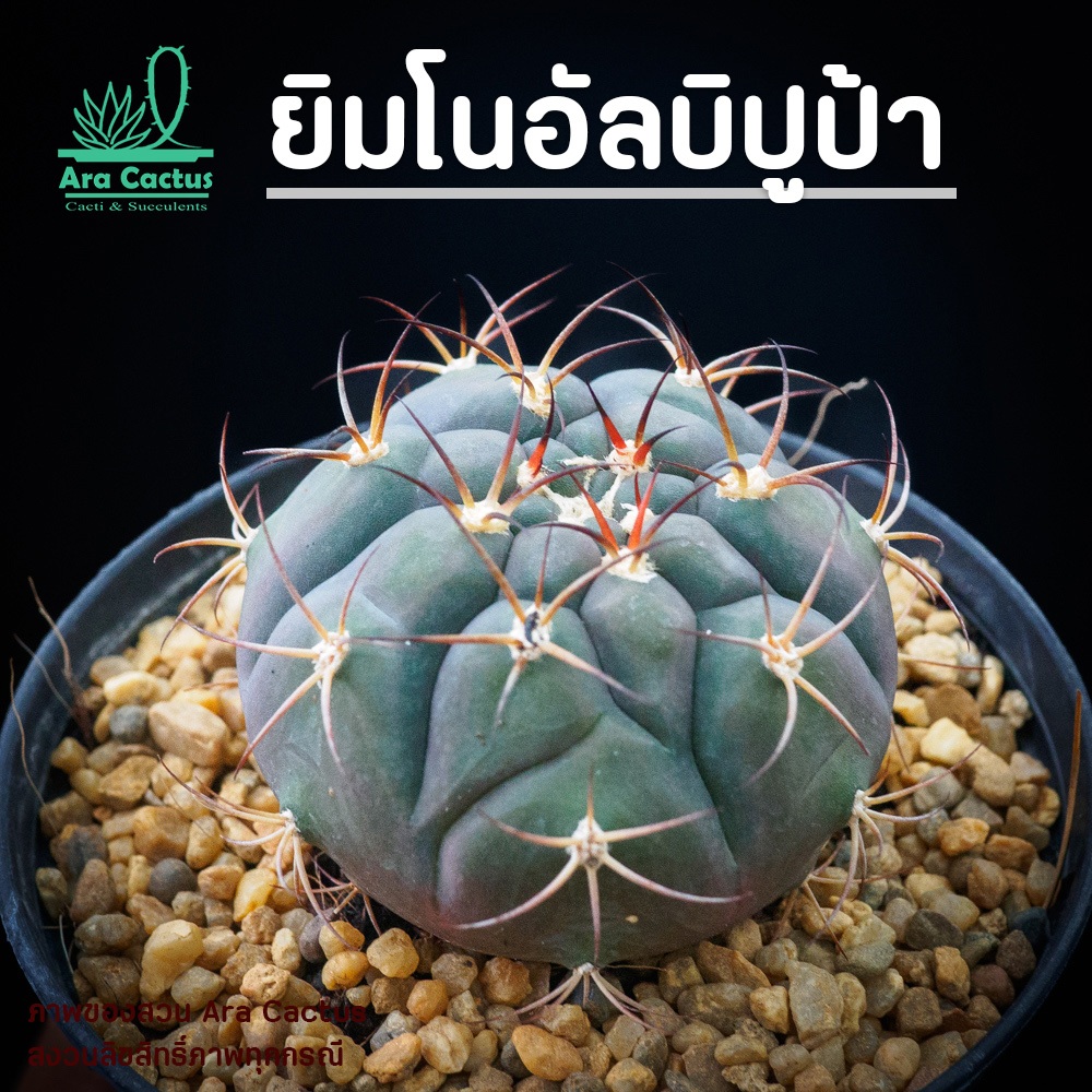 สวนขายเอง! ยิมโนอัลบิปูป้า Gymnocalycium pflanzii albipulpa ไซส์กระถาง 2 นิ้ว แคคตัส กระบองเพชร