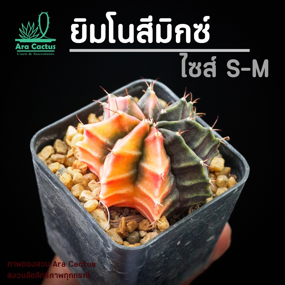 สวนขายเอง! ยิมโนด่างต้นเล็กคละลาย Gymnocalycium hybrid ไซส์กระถาง 2 นิ้ว แคคตัส กระบองเพชร ต้นไม้ประดับ อวบน้ำ แคนตัส