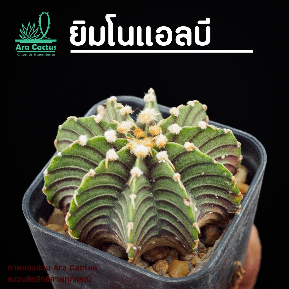 สวนขายเอง! ยิมโนแอลบี LB2178 Gymnocalycium ไซส์กระถาง 2 นิ้ว แคคตัสสวยๆ กระบองเพชรสวยๆ ต้นไม้ประดับ แคนตัส ตะบองเพชร