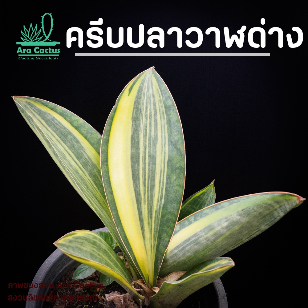 สวนขายเอง! ลิ้นมังกรครีบปลาวาฬด่าง Sansevieria masoniana variegate ไซส์กระถาง 4 นิ้ว ต้นไม้ประดับ อวบน้ำ ไม้ฟอกอากาศ