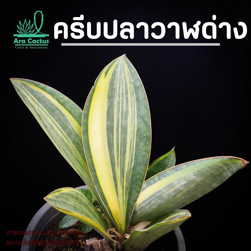 สวนขายเอง! ลิ้นมังกรครีบปลาวาฬด่าง Sansevieria masoniana variegate ไซส์กระถาง 4 นิ้ว ต้นไม้ประดับ อวบน้ำ ไม้ฟอกอากาศ