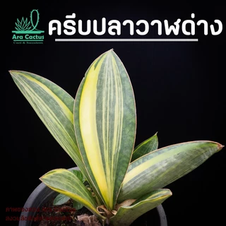 สวนขายเอง! ลิ้นมังกรครีบปลาวาฬด่าง Sansevieria masoniana variegate ไซส์กระถาง 4 นิ้ว ต้นไม้ประดับ อวบน้ำ ไม้ฟอกอากาศ