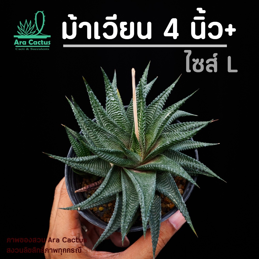 สวนขายเอง! ฮาโวเทียม้าเวียนเขียว ต้นใหญ่ ไซส์กระถาง 5 นิ้ว ต้นไม้ประดับ ไม้อวบน้ำ แคคตัส ไม้ฟอกอากาศ