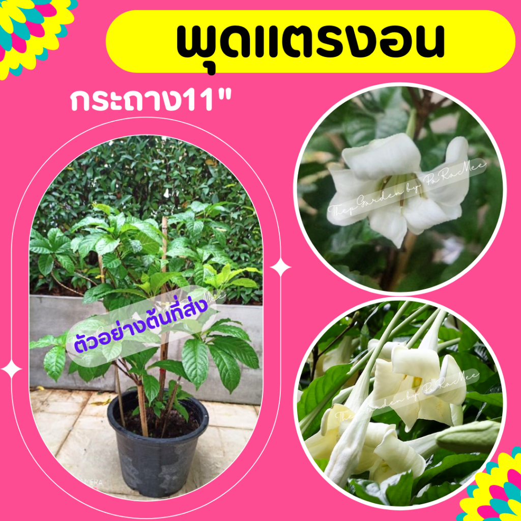 ต้นพุดแตรงอน กระถาง 11 นิ้ว