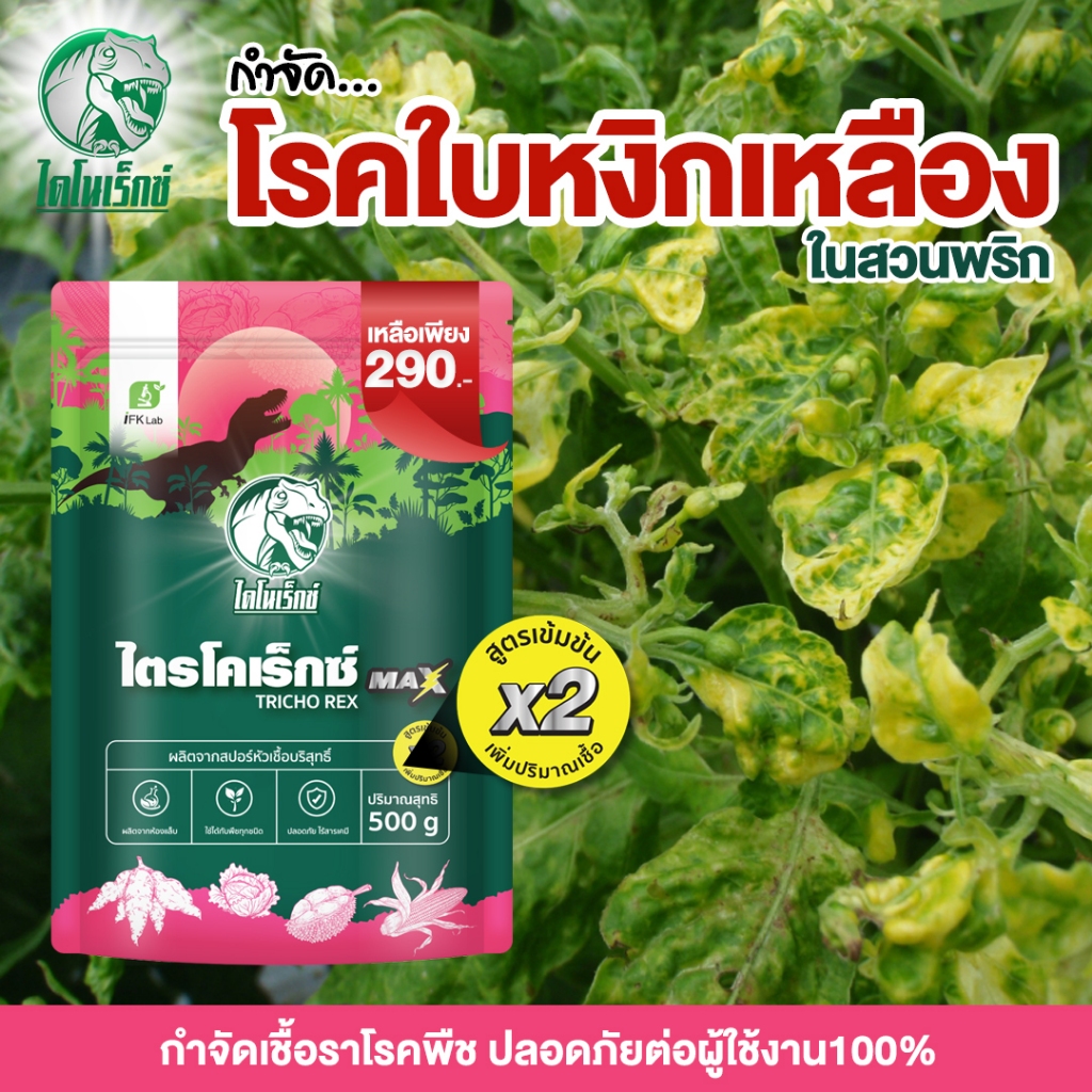 ไตรโคเดอร์มา [ไตรโคเร็กซ์ แม็กซ์] ขนาด 500g. ตราไดโนเร็กซ์ ป้องกัน และ รักษาโรคใบหงิกเหลือง ของพริก เชื้อราทุกชนิดในพืช