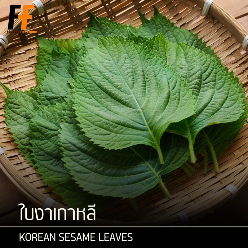 ใบงาเกาหลี 50 ใบ | KOREAN SESAME LEAVES