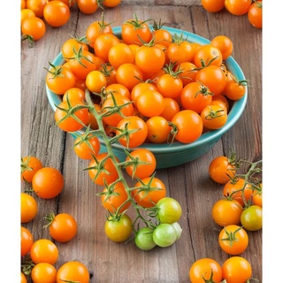 เมล็ดพันธุ์ มะเขือเทศ แบบหวาน ( Sweet Tomato Seed ) ซันโกลด์, ซุปเปอร์สวีท100, ซันชูก้า, ดอลเซ่วีต้า,โนว่า,โทนี่