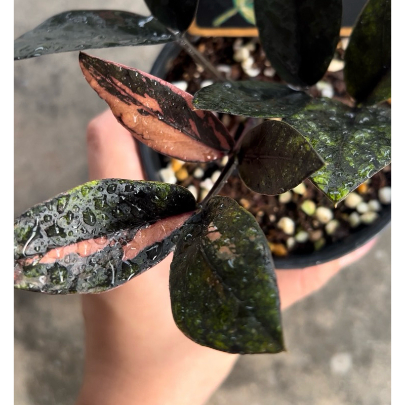 💓💚ใบดำในกอด่าง💓💚🌱🌱ตัดสด(พร้อมชำค่ะ) ใบดำในกอด่างนะคะ