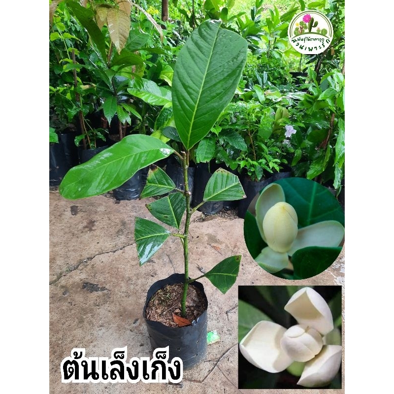 ต้น ยี่หุบเบตง หรือ เล็งเก็ง ไม้หายาก