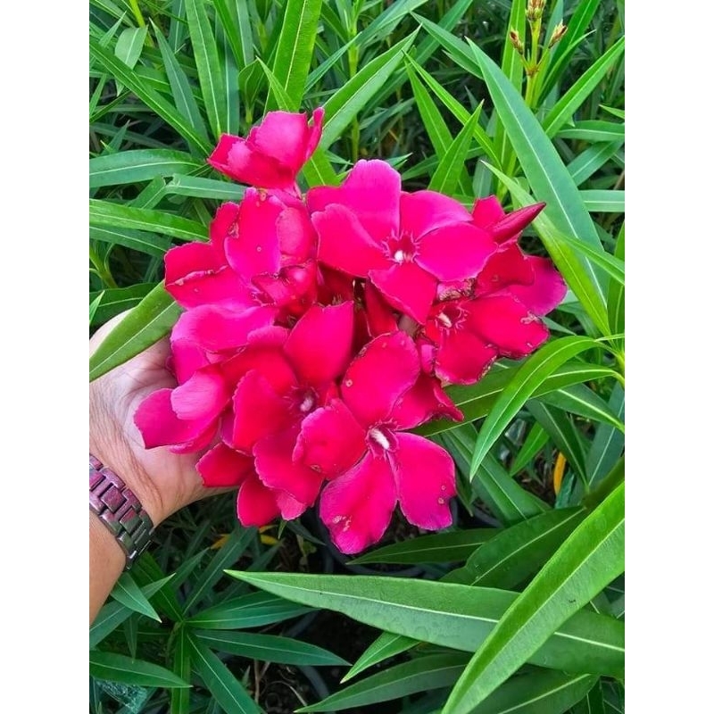 ยี่โถสีแดง1ต้นถุงดำไม้ประดับหายากสีแดง