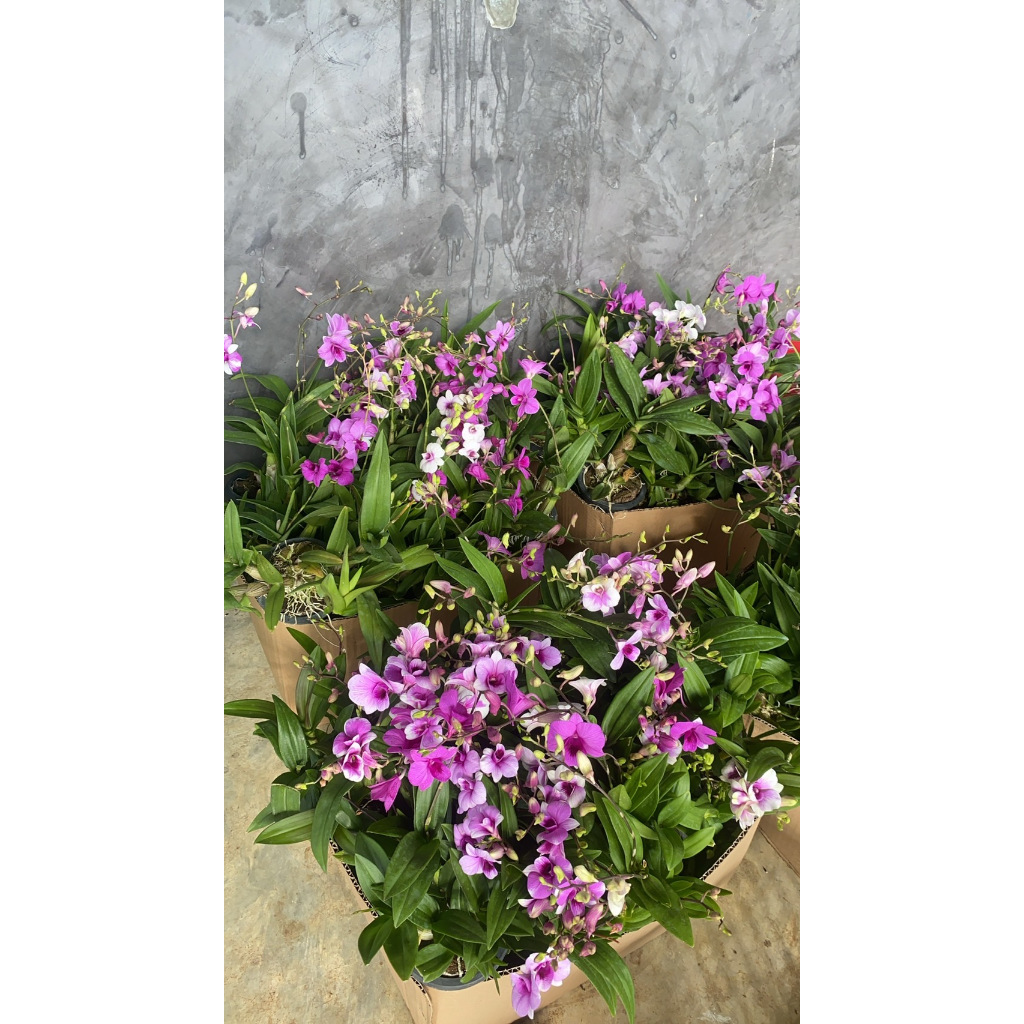 กล้วยไม้หวายแคระ 3.5 นิ้ว คละสี 10 แถม 1 ปลูกเลี้ยงง่าย